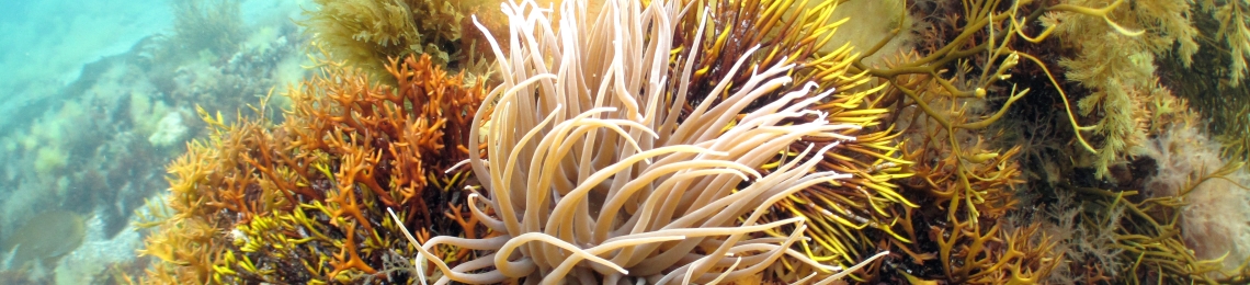 infralittoral-rock (1)