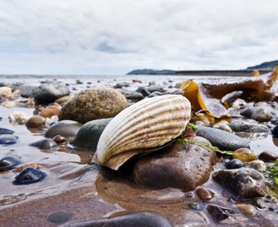 Queen scallop shell on a beach