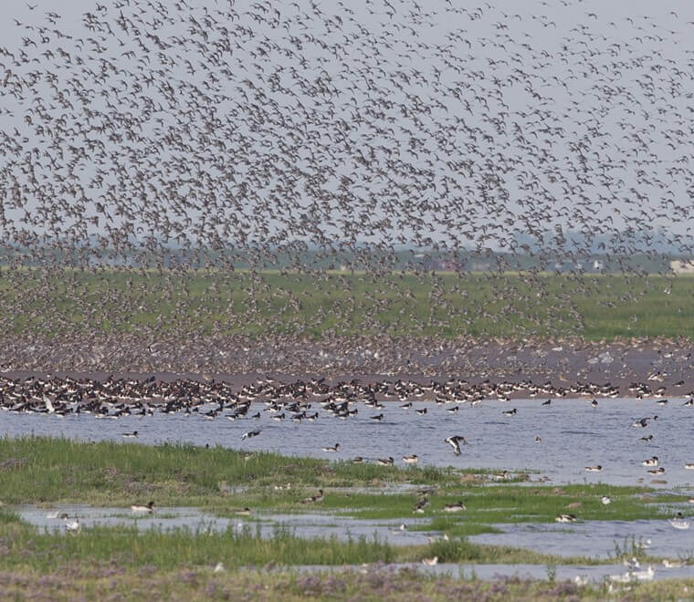 English east coast wetlands added to UKs Tentative List of World Heritage Sites