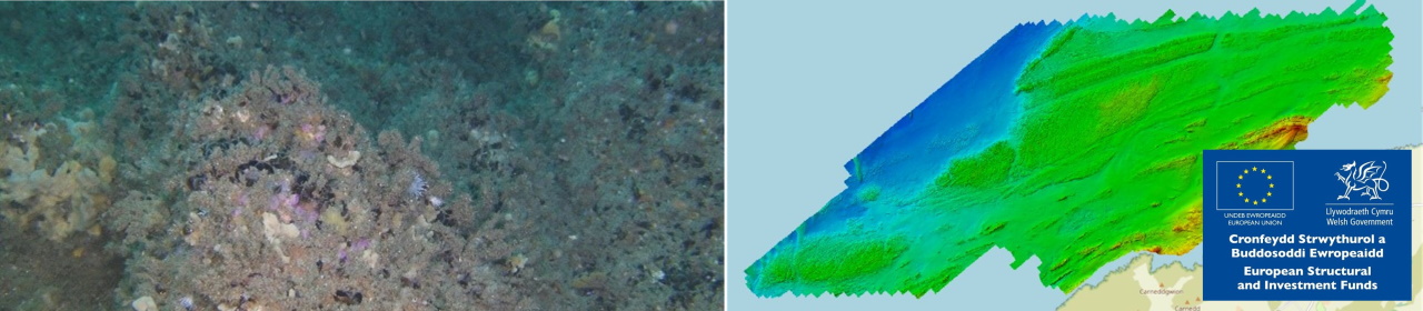 A photo of sponge, anthozoa and mytilus mussel. A Bathymetric map of Pembrokeshire.