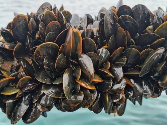 lyme bay mussels image offshore shellfish