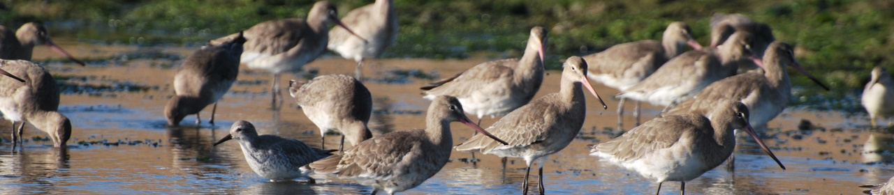 flock-of-black-tailed-godwit (4)