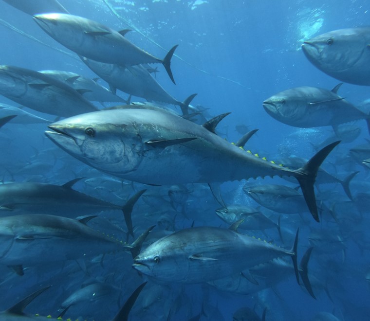 school-of-bluefin-tuna-760x660.jpg