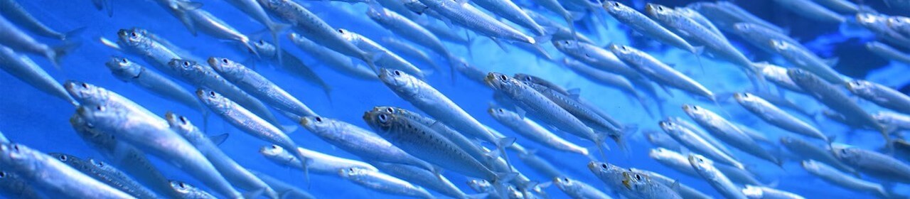 school of sardines