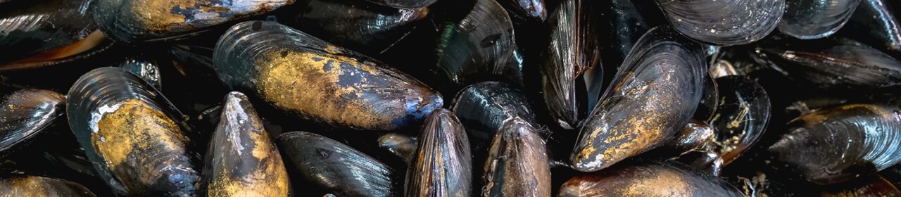 Bay mussels
