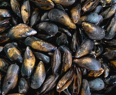 bay mussels