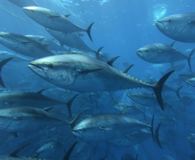 School of bluefin tuna
