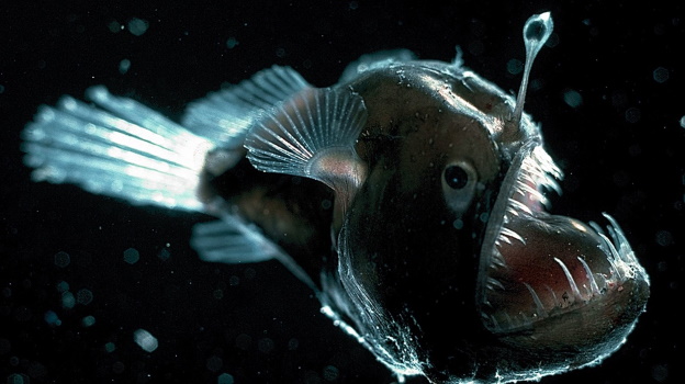 deep-sea-anglerfish.jpg