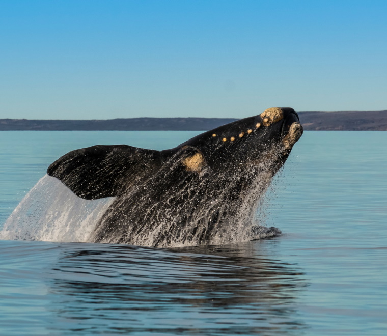 Right whale breaching