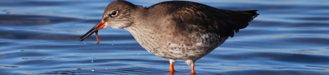 redshank-feeding (1)