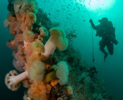 Undersea image Rick Ayrton