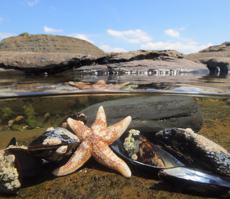 Seabed ecology What type of survey do I need