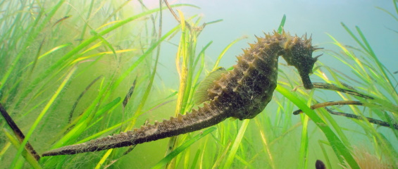 long snouted seahorse