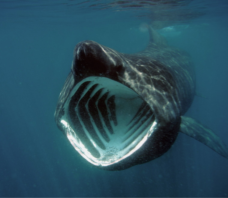 Basking shark