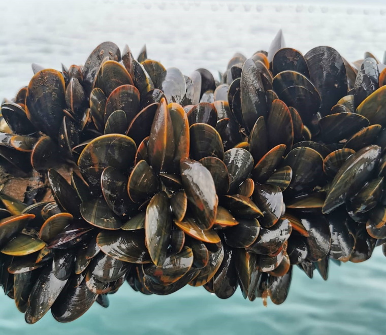 Lyme Bay mussels image Offshore Shellfish