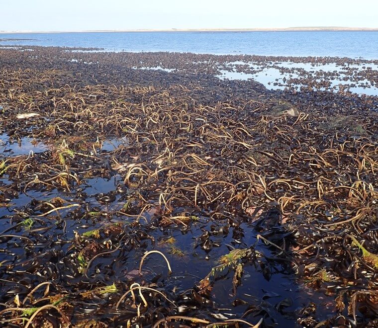 Kelp beds
