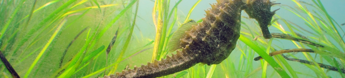 seahorse (2)