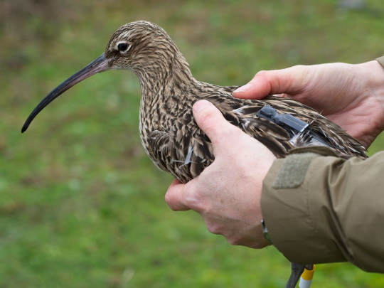 snipe waterbird