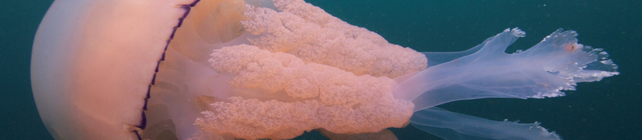 A photo of a pink barrel jellyfish