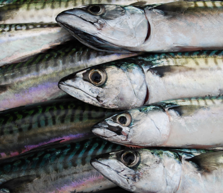 Report published Building Resilience in Fisheries Governance