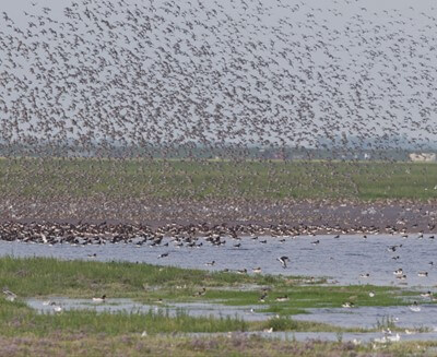 Wader flocks on The Wash in Snettisham, Norfolk (RSPB)
