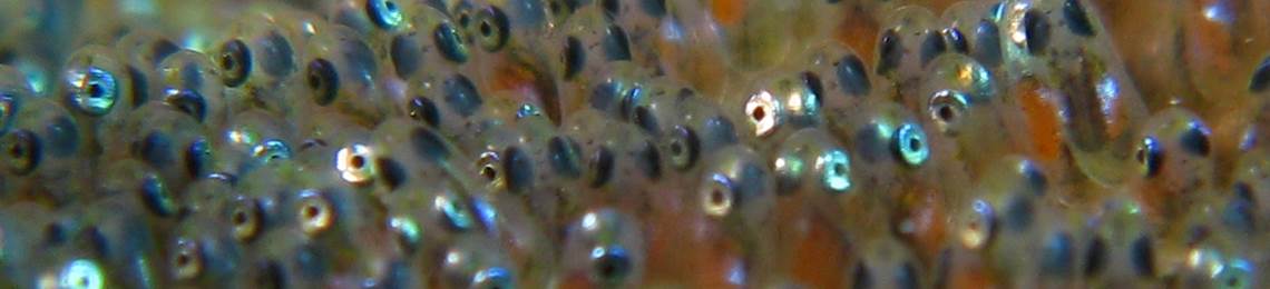 A photo of fish eggs underwater