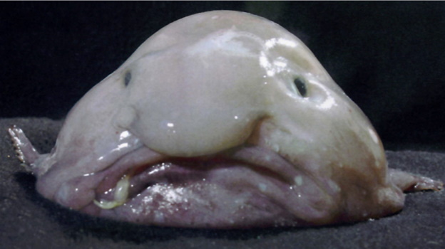 the-blob-fish.jpg