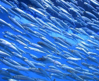 School of sardines