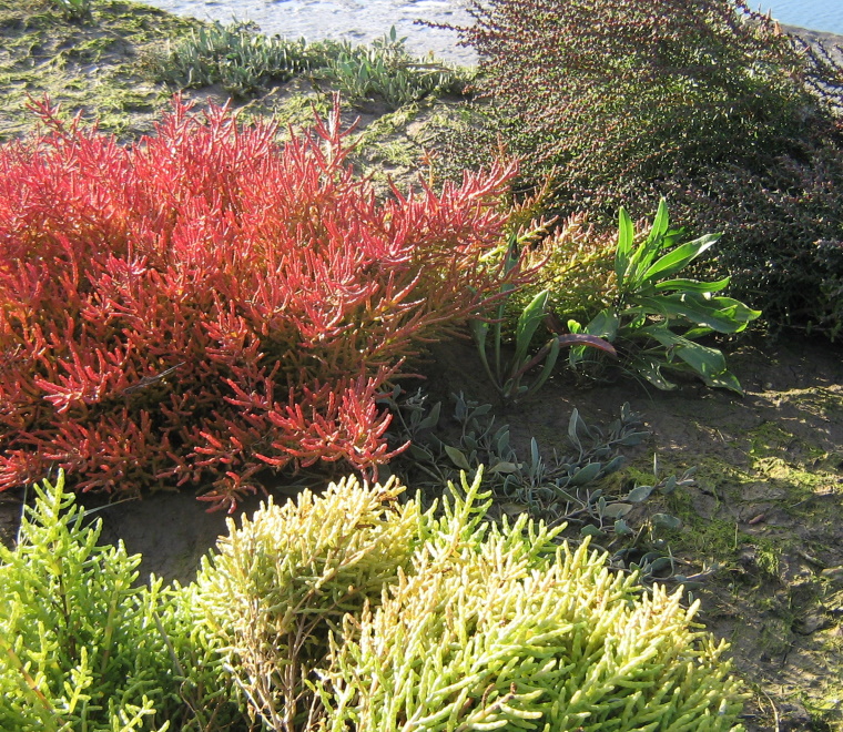 The curious case of the unnatural saltmarsh