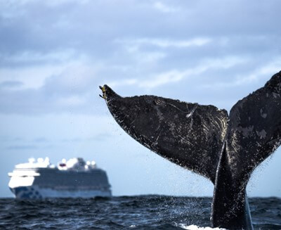 Whale tail and cruise ship