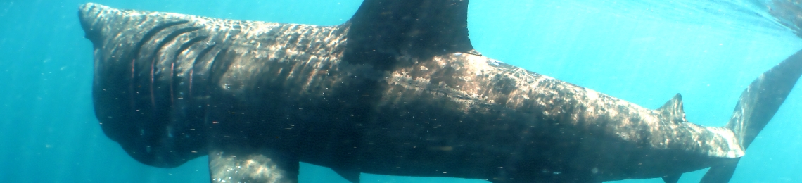 basking-shark (2)