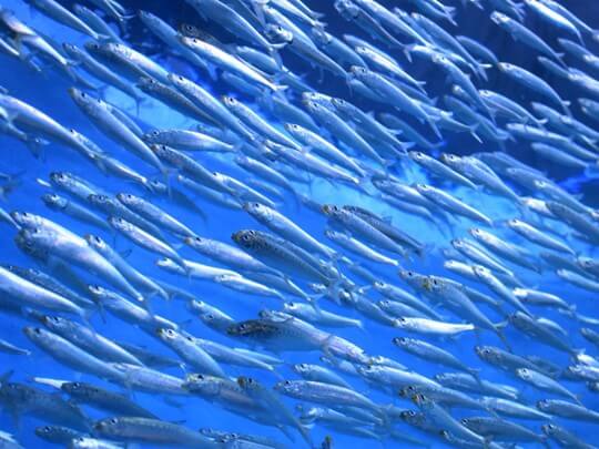 school of sardines
