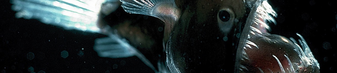 deep-sea-anglerfish-main (1)