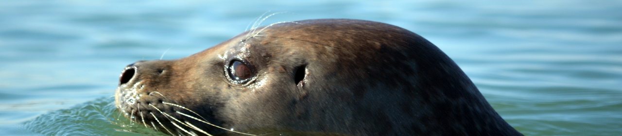 a-photo-of-a-common-seal (1)