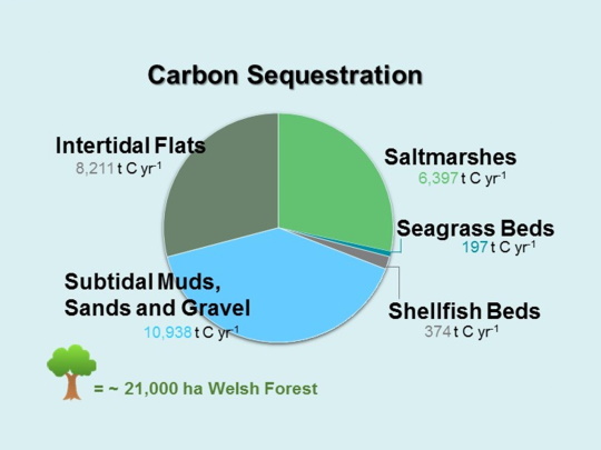 welsh-blue-carton-pie-charts