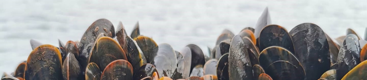 lyme bay mussels image offshore shellfish