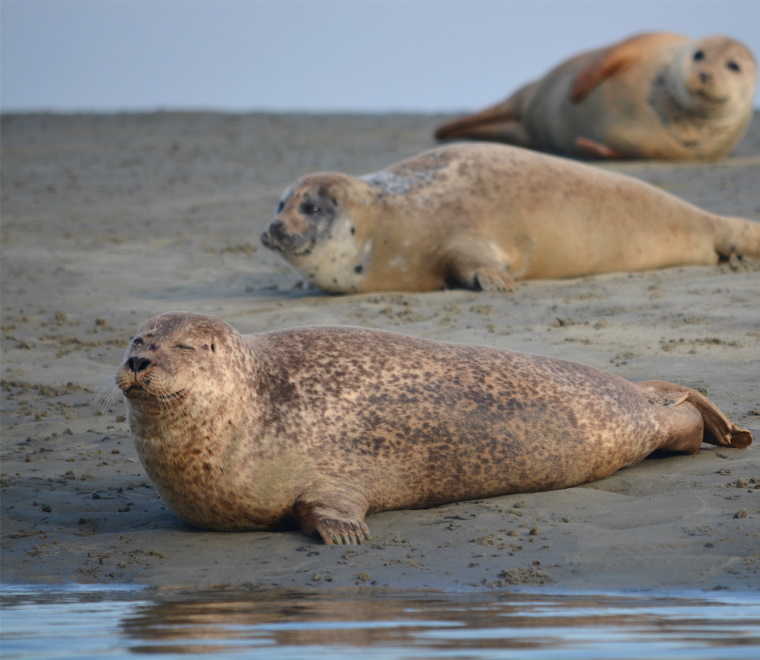 Report published - Refining Estimates of Collision Risk for Harbour Seals and Ti