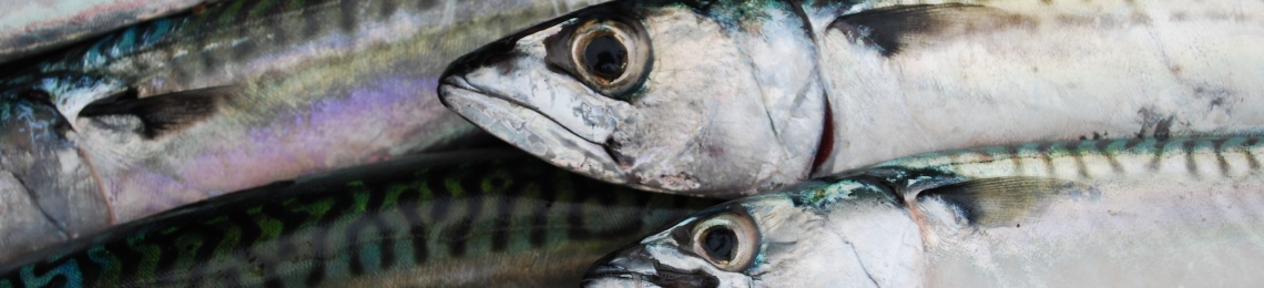 mackerel-fish-box (7)