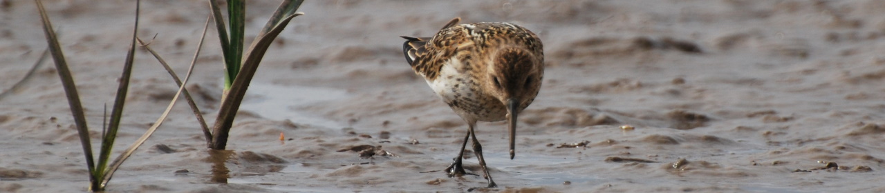 dunlin (6)