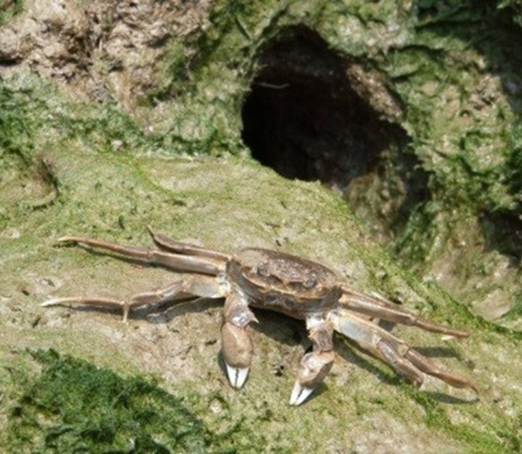 Crab