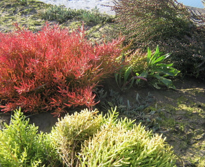  Allfleets Marsh managed realignment