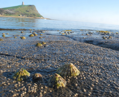 Intertidal rockyshore