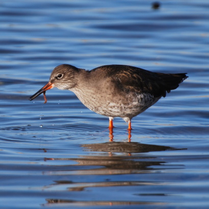 Pontoon waterbird disturbance monitoring