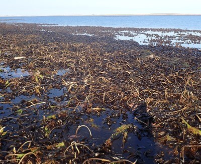 Kelp beds