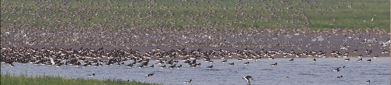 Wader flocks on The Wash Snettisham, Norfolk (RSPB)