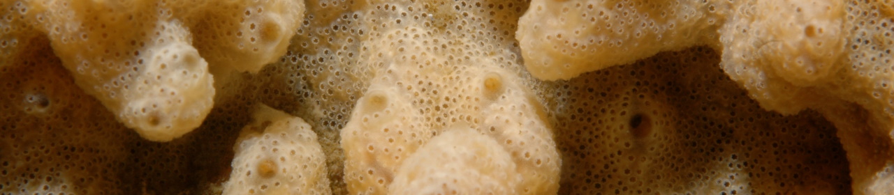 Tunicate colony of Didemnum vexillum