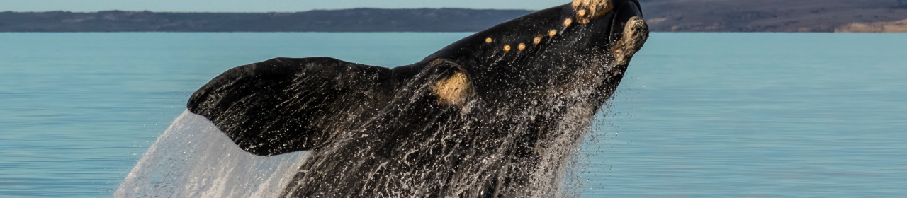 Right whale