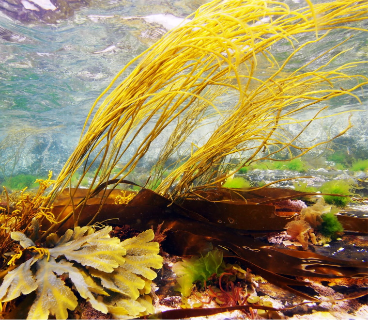 ABPmer provides technical input to wild seaweed harvesting Strategic Environment