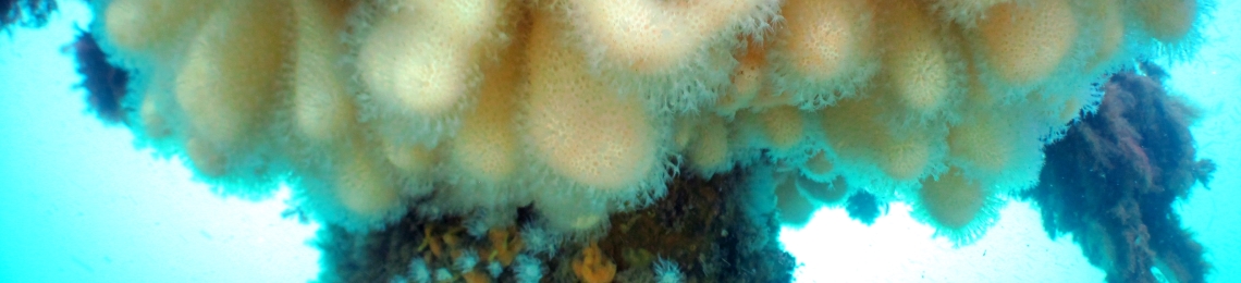 dead-mans-fingers (1)