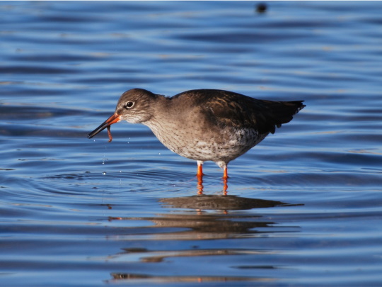 Pontoon waterbird disturbance monitoring